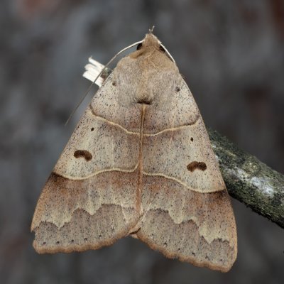 Minucia lunaris (hnědopáska dubová), Kobylí