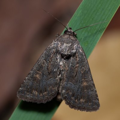 Thalpophila matura (blýskavka travní), pískovna u Mušlova