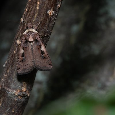 Xestia c-nigrum (osenice černé C), PR Kamenný vrch