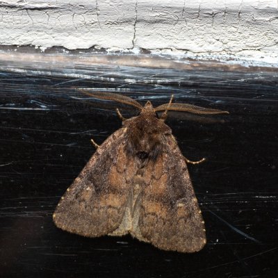 Charanyca ferruginea (blýskavka opencová), SK, Štôla