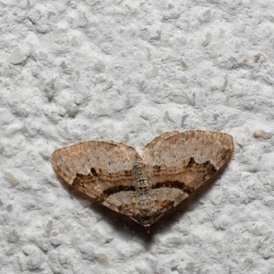 Xanthorhoe designata (píďalka dvouzubá), IT, Pfelders - Plan, Jižní Tyrolsko