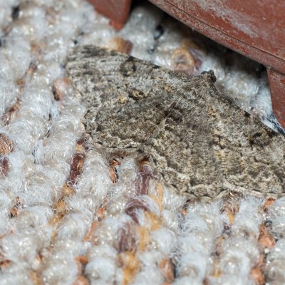 Peribatodes rhomboidaria (různorožec trnkový), Daremní