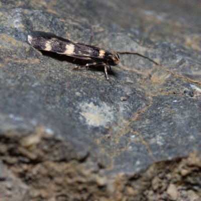 Oegoconia uralskella (drsnohřbetka žlutoskvrnná), Hády - lesní lom