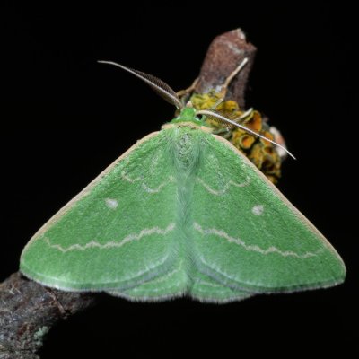 Thetidia smaragdaria (zelenopláštník řebříčkový), PP Skalky u Sedlece