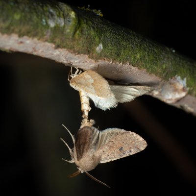 Agriopis marginaria (tmavoskvrnáč habrový), Orthosia cruda (jarnice menší), Žebětín