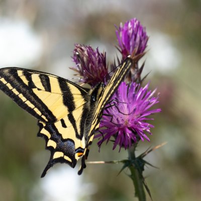 Papilio alexanor (otakárek středomořský), GR, Pantokrator, Korfu