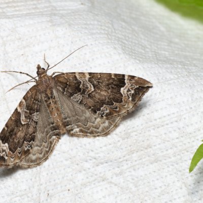 Eulithis prunata (píďalka švestková), Nebovidy