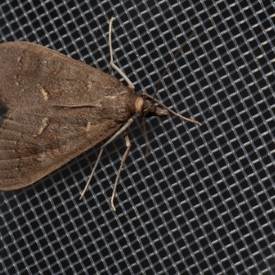 Mecyna asinalis (-), GR, Sokraki, Korfu