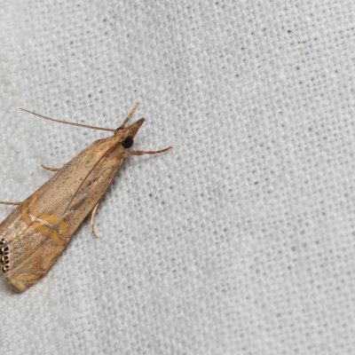 Euchromius ocellea (-), PP Milovická stráň