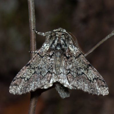 Biston strataria (drsnokřídlec lipový), Kývalka