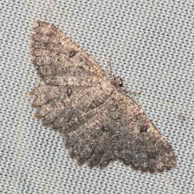 Charissa obscurata (šerokřídlec tmavý), NPR Mohelenská hadcová step