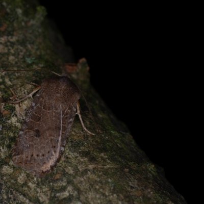 Conistra vaccinii (zimovnice brusnicová), Žebětín
