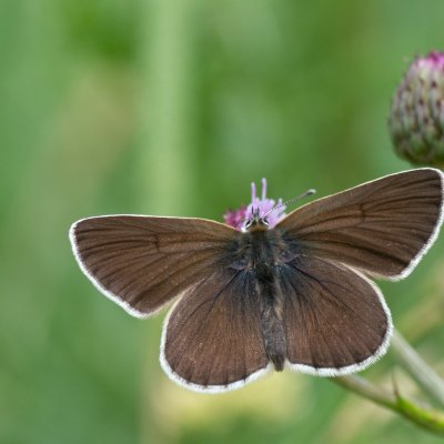 Aricia eumedon (modrásek bělopásný), SK, Štôla