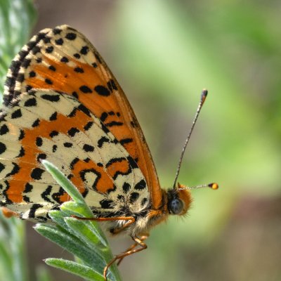 Melitaea didyma (hnědásek květelový), PR Svatý kopeček