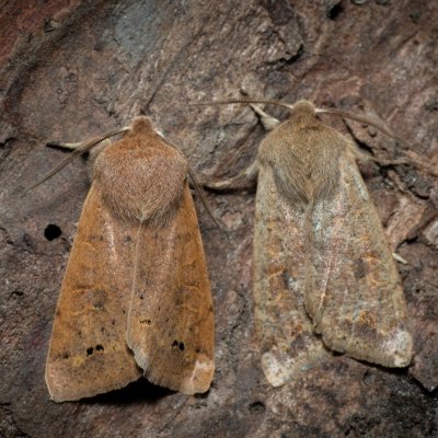 Perigrapha munda (jarnice černoskvrnná), Žebětín