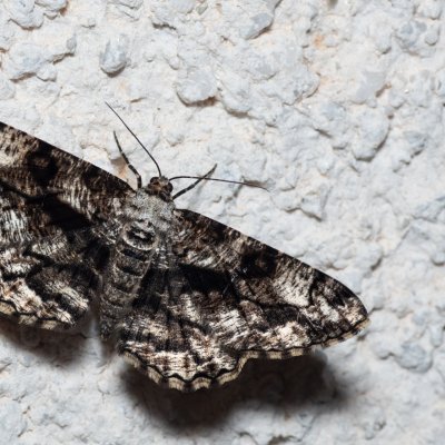 Peribatodes umbraria (různorožec nápadný), HR, Jablanac