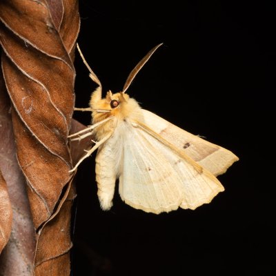 Crocallis elinguaria (zejkovec lesní), Žebětín