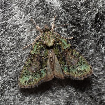 Cryphia algae (šípověnka lipová), Lysá hora u Ochozu