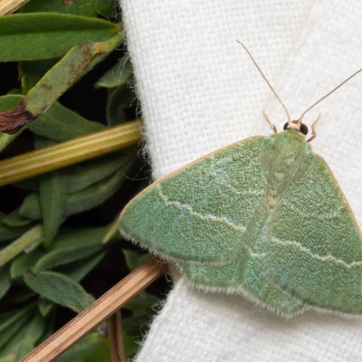 Chlorissa viridata (zelenopláštník hlohový), PP Kamenný vrch u Kurdějova
