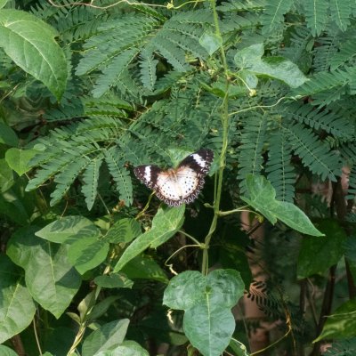 Cethosia cyane (babočka cyanská), TH, Krabi