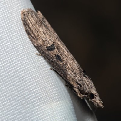 Lamoria anella (-), GR, Makrata, Korfu