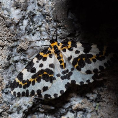 Abraxas grossulariata (skvrnopásník angreštový), SK, Štôla