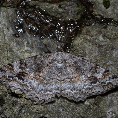 Alcis repandata (různorožec vrbový), Devět křížů