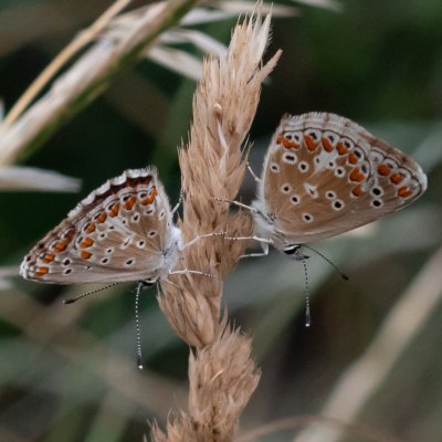 Aricia agestis (modrásek tmavohnědý), Dolní Kounice