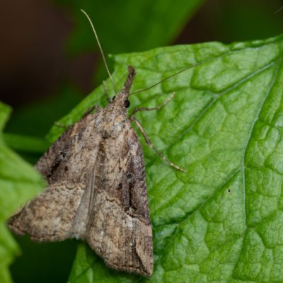 Hypena rostralis (zobonosec chmelový), Podkomorské lesy, Kopeček