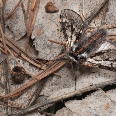 Lycia isabellae (drsnokřídlec modřínový), Ždánický les