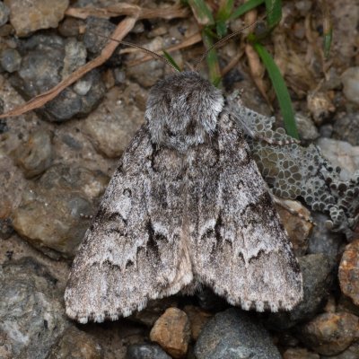 Acronicta menyanthidis (šípověnka vachtová), PP Prameniště Pohořského potoka