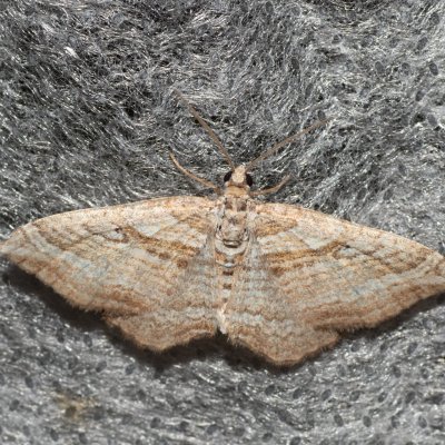 Costaconvexa polygrammata (píďalka pruhovaná), Havranické vřesoviště