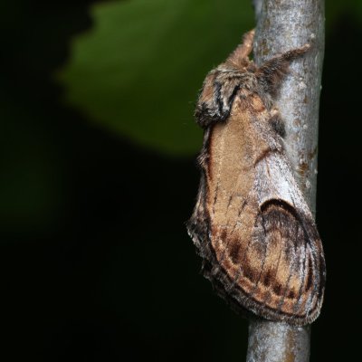 Notodonta ziczac (hřbetozubec vrbový), Hády