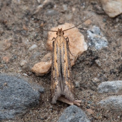 Metzneria paucipunctella (-), PP Černice