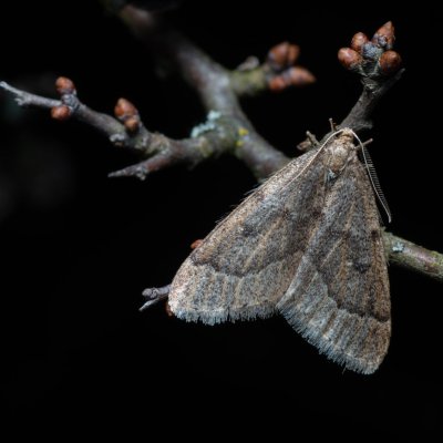 Theria rupicapraria (tmavoskvrnáč březnový), Kamenný vrch