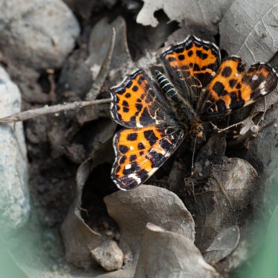 Araschnia levana (babočka síťkovaná), Senorady