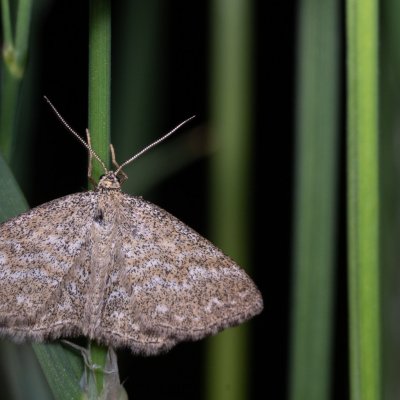 Scopula immorata (vlnopásník kostkovaný), Žebětín