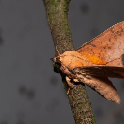 Gastropacha populifolia (bourovec osikový), Hrabětice