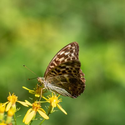 Argynnis paphia (perleťovec stříbropásek), Podkomorské lesy