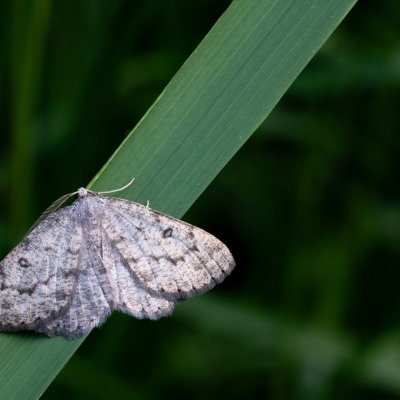 Elophos dilucidaria (šerokřídlec květelový), SK, NPR Važecká dolina, Tatry