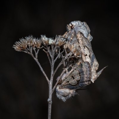 Perigrapha i-cinctum (můra ozdobná), PP Člupy