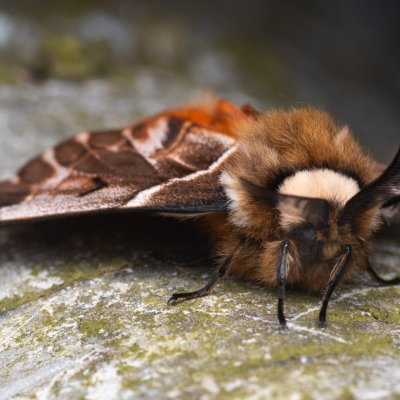 Endromis versicolora (strakáč březový), NPR Radostínské rašeliniště