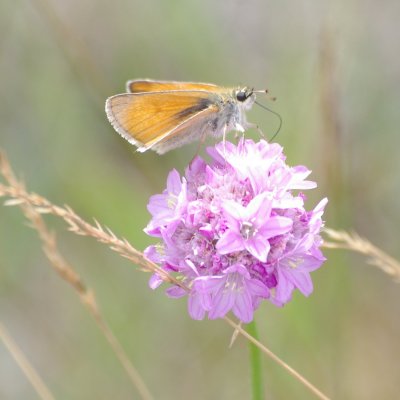 Thymelicus sylvestris (soumračník metlicový), Havranické vřesoviště