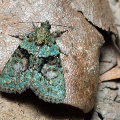 Cryphia algae (šípověnka lipová), Žebětín