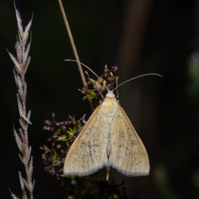 Mecyna flavalis (-), PP Na cvičišti