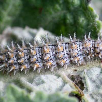 Melitaea trivia (hnědásek jižní), PR Svatý kopeček