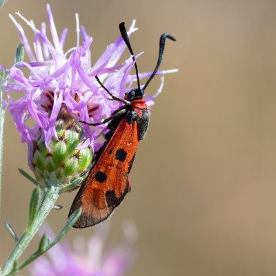Zygaena laeta (vřetenuška pozdní), PR Kamenný vrch