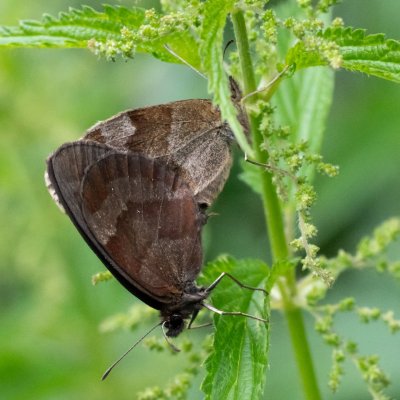 Erebia aethiops (okáč kluběnkový), SK, Štôla