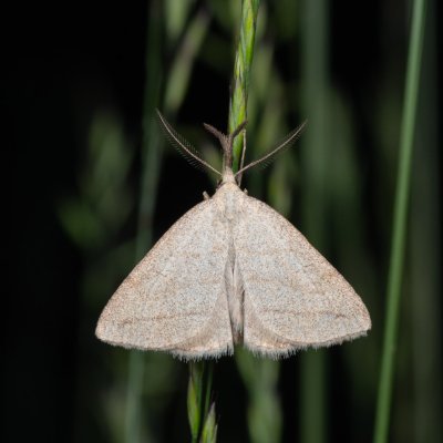 Polypogon tentacularia (žlutavka dlouhonosá), PP Prameniště Pohořského potoka
