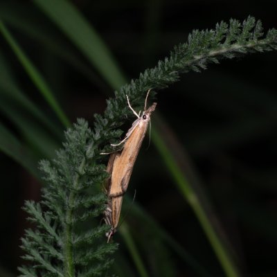 , NPP Pouzdřanská step - Kolby